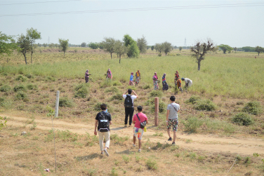 インドのラジャスタン州ソジャットにある、地平線まで広がるヘナ畑